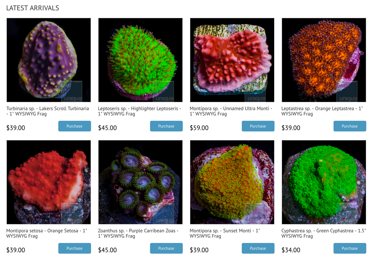 The Brand New UniqueCorals