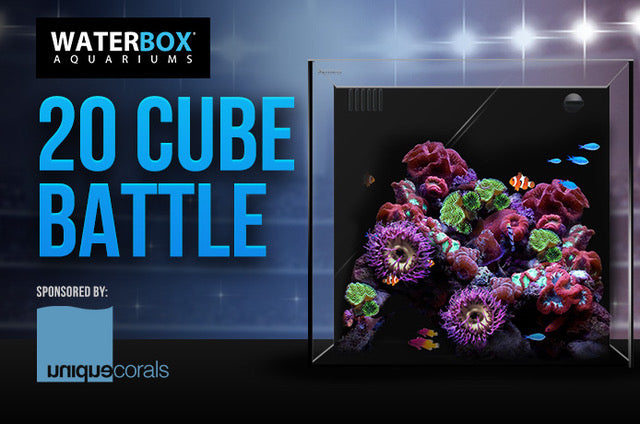Waterbox Aquarium 20 cube battle build out