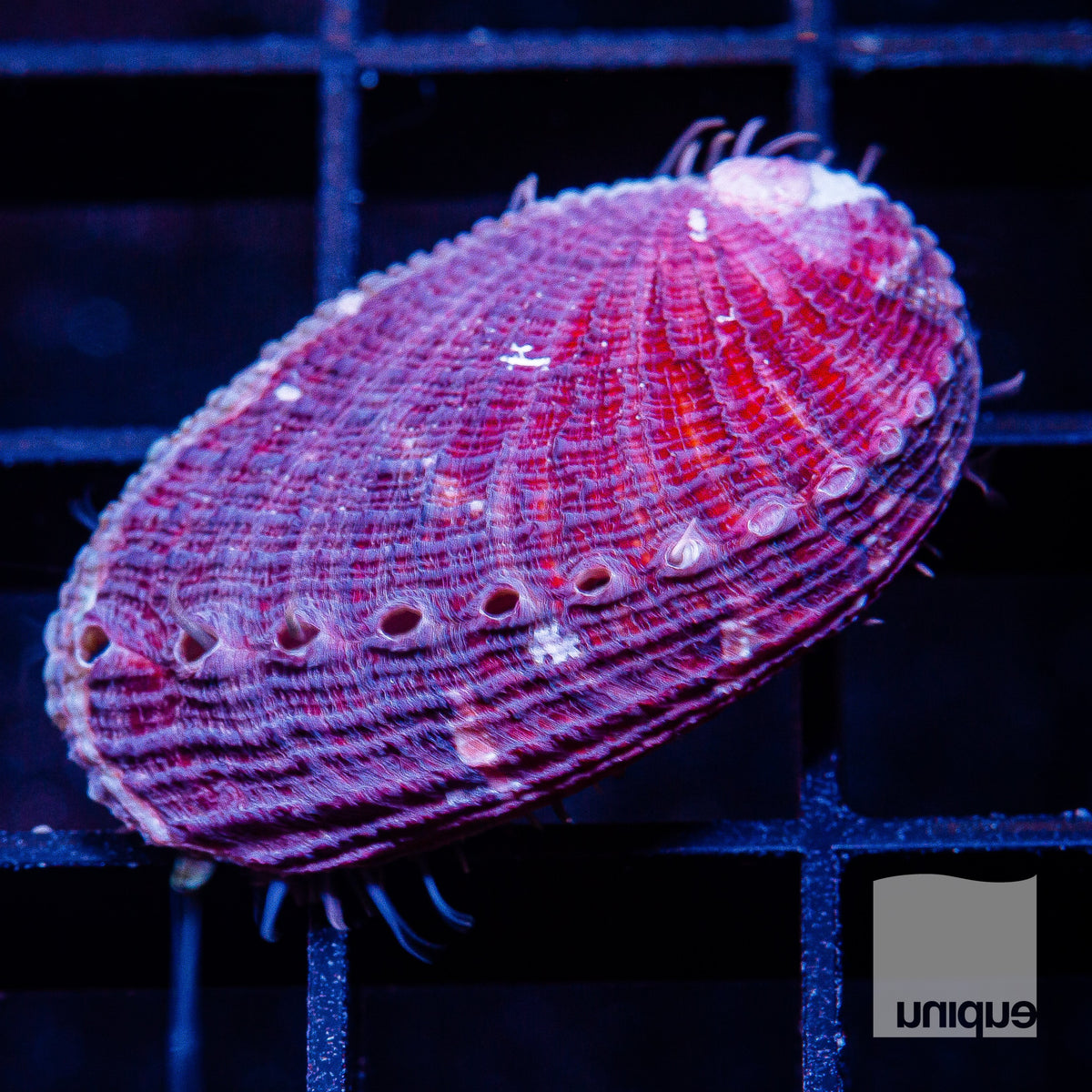 Our rare and exclusive abalones UniqueCorals