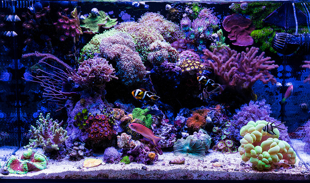 Corals 101
