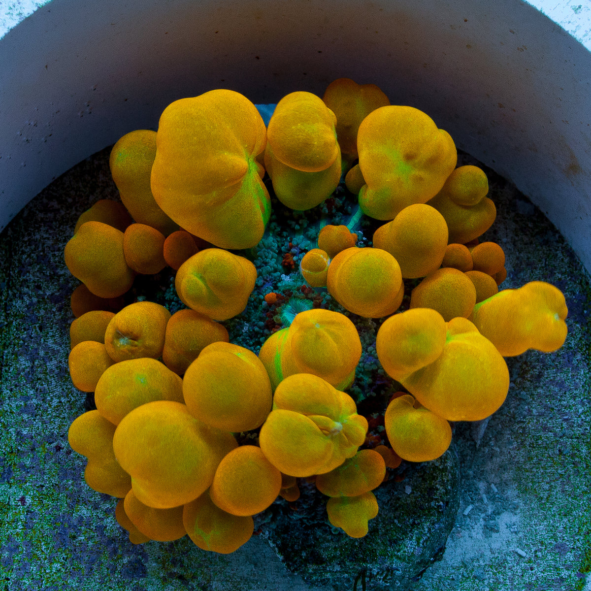 Candy crush mushroom colony live wysiwyg corals for sale online