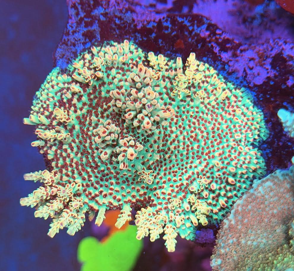 UC Strawberry Shortcake Acropora