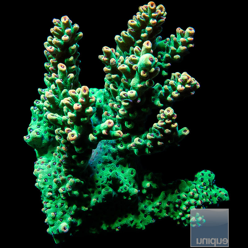 Strawberry Shortcake Mini Colony 1.5"-WYSIWYG