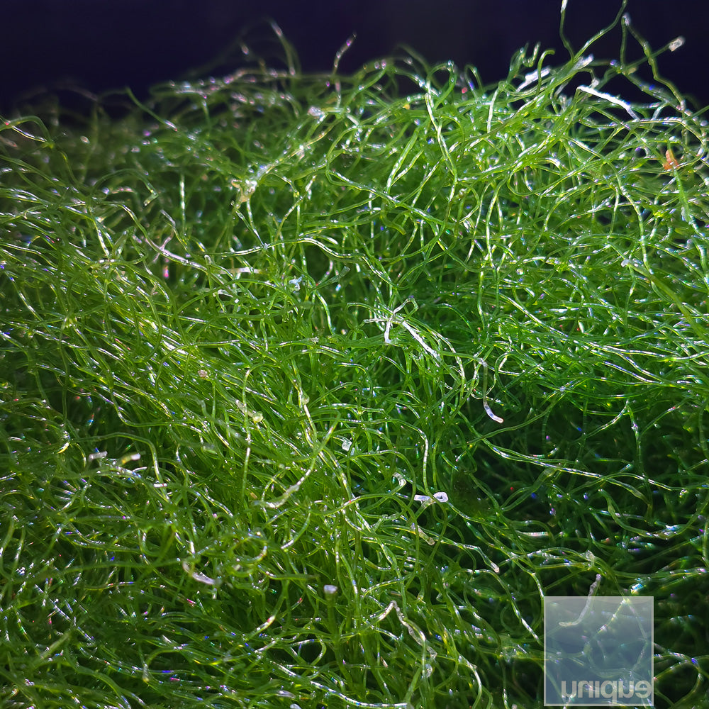 Chaetomorpha Macro algae