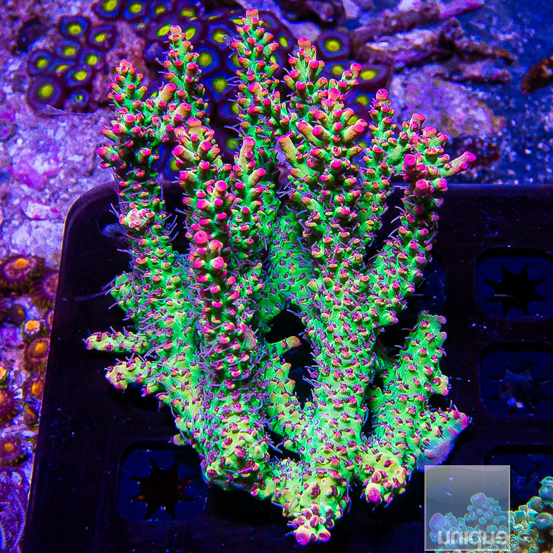 Strawberry Shortcake Colony-WYSIWYG