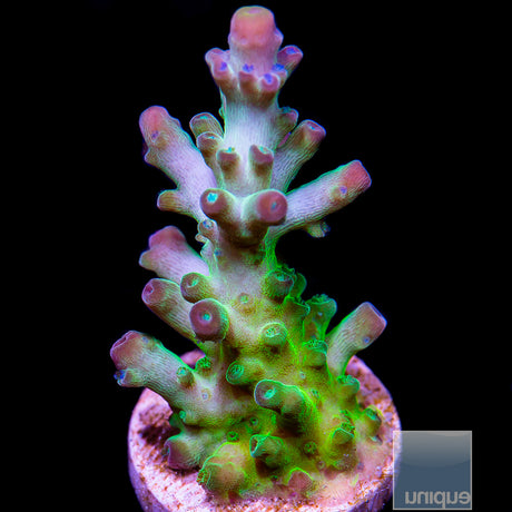 Unique Corals Incredible Hulk- Stock Frag