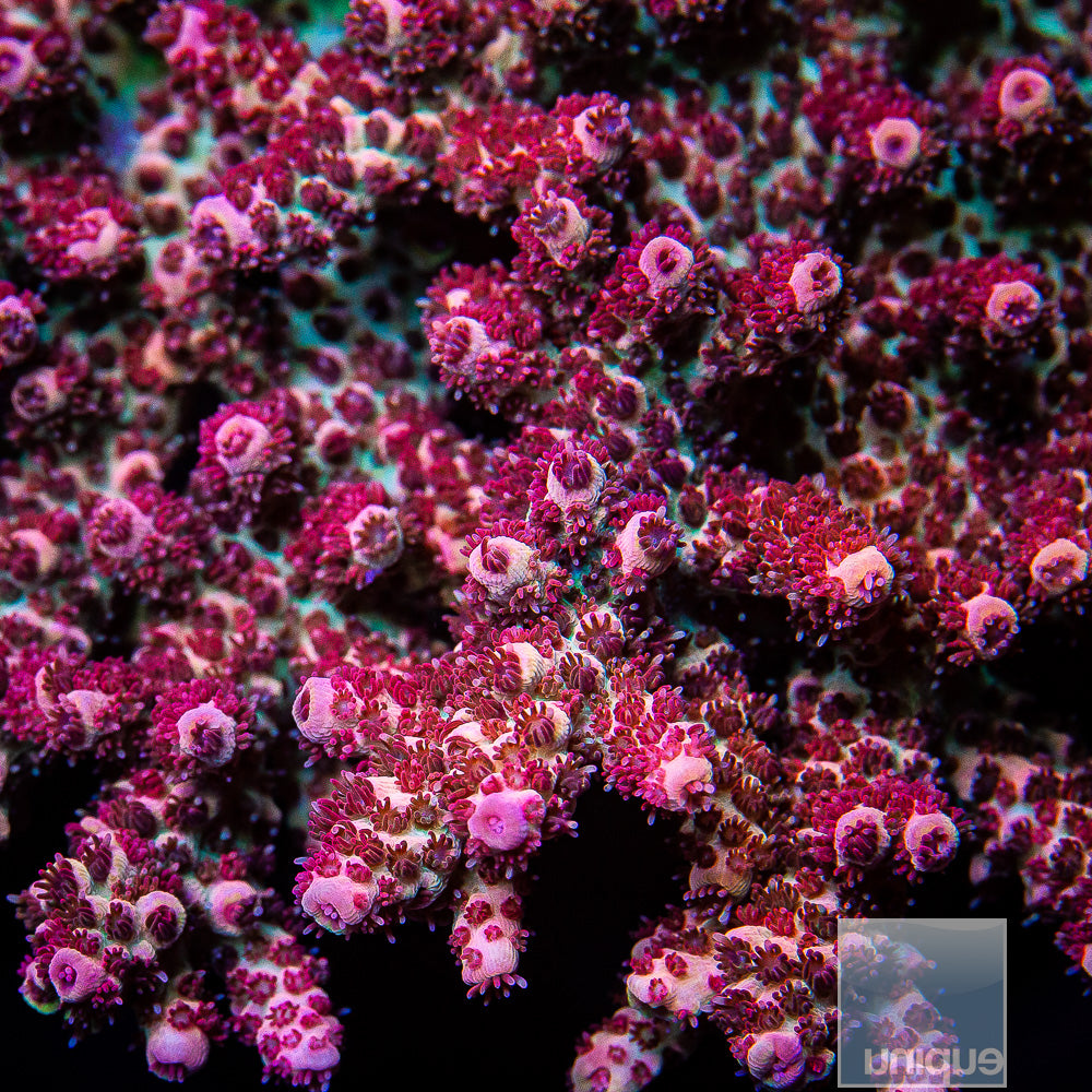 UC Red Planet Tabling Acro