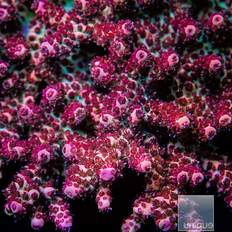 UC Red Planet Tabling Acro