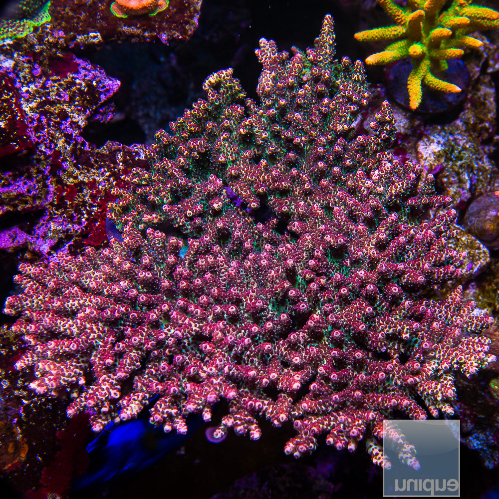 UC Red Planet Tabling Acro