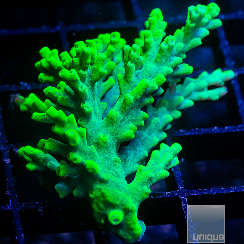 Aussie Wild Aculeus Mini Colony 3" -WYSIWYG