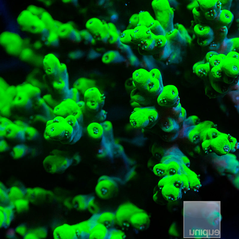 Aussie Aculeus Colony-WYSIWYG