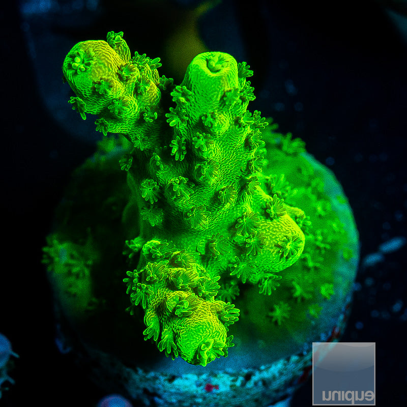 UC Highlighter Hummilis-WYSIWYG