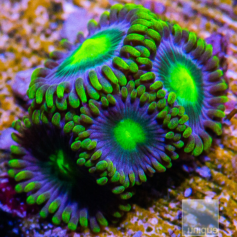 Green Skirt Zoanthid-WYSIWYG