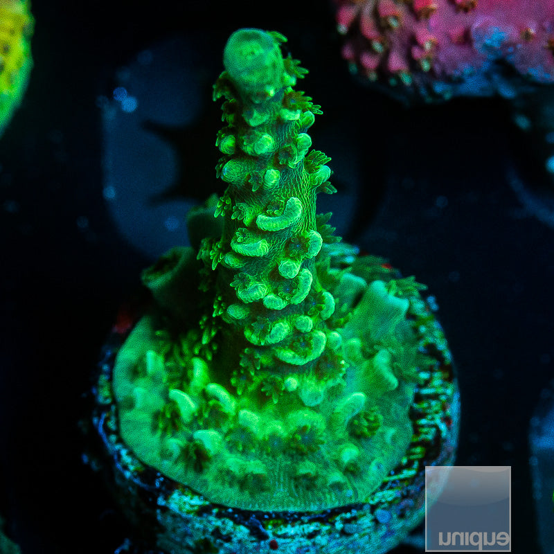 Toxic Green Solomon Tenuis-WYSIWYG