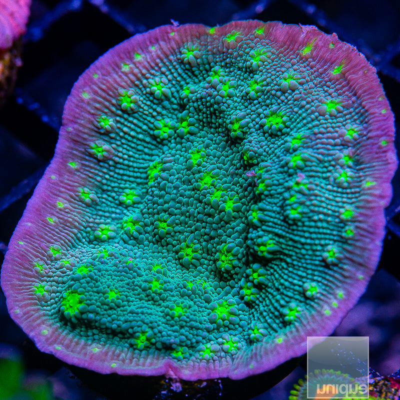 Hollywood Stunner Chalice-WYSIWYG