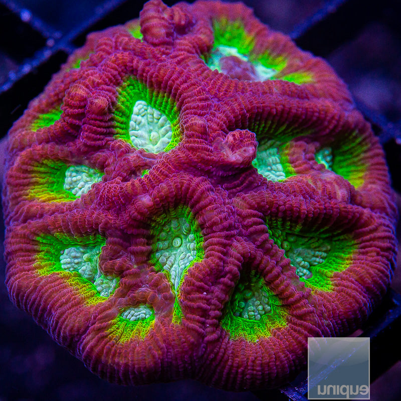 UC Killer Clown Favia-WYSIWYG