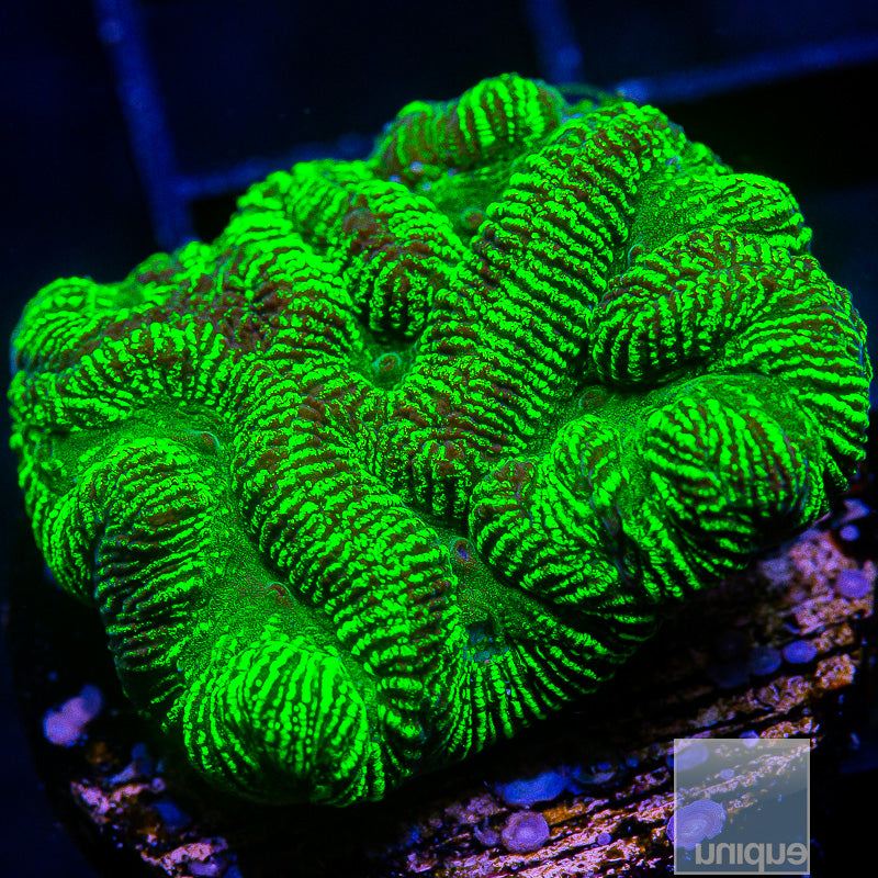 Toxic Platygyra-WYSIWYG