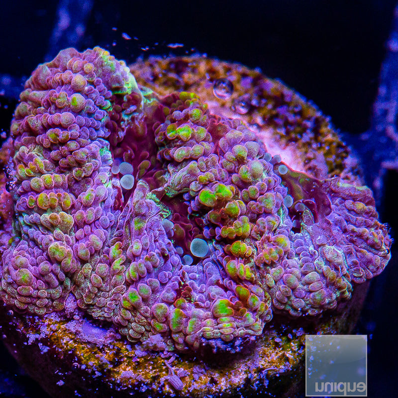 Rainbow Favia-WYSIWYG