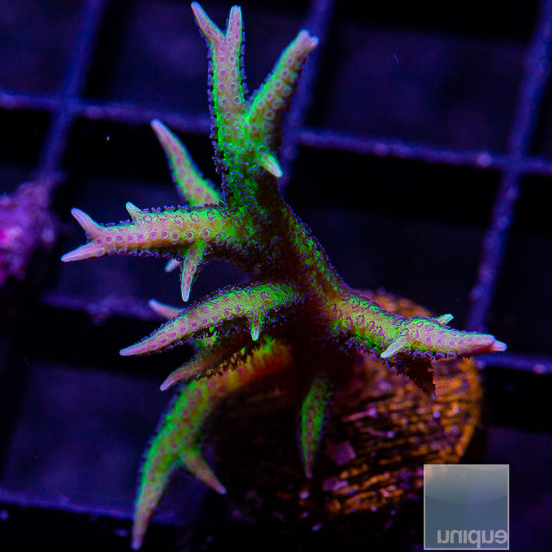 Pink Birdsnest-WYSIWYG