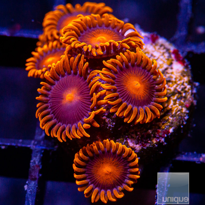 Hyper Bam Bam Zoanthid-WYSIWYG