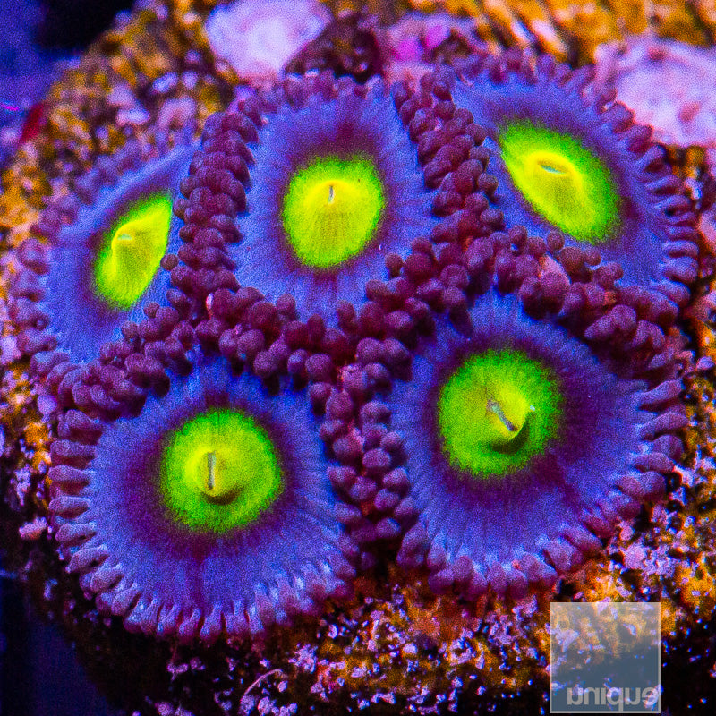 WWC AOI Zoanthid-WYSIWYG