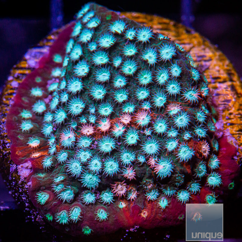 JF Fender Bender Cyphastrea-WYSIWYG