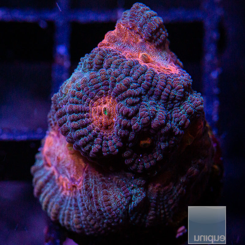 UC Baby's Breath Favia-WYSIWYG