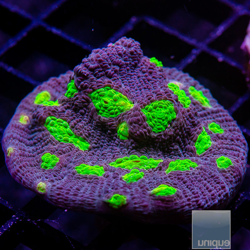 Neon Eye Chalice-WYSIWYG