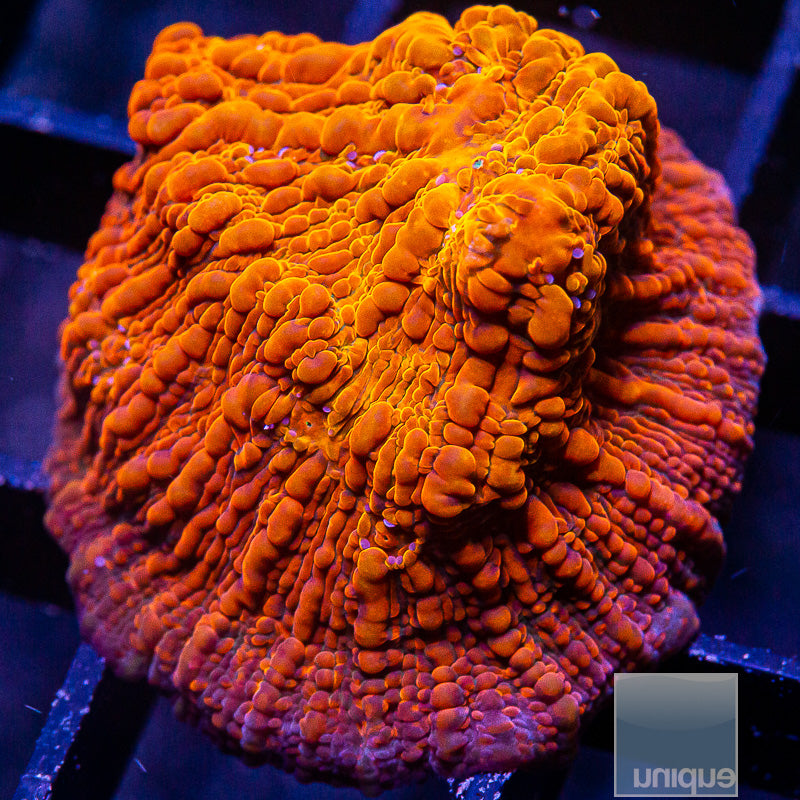 UC Galaxy Chalice-WYSIWYG