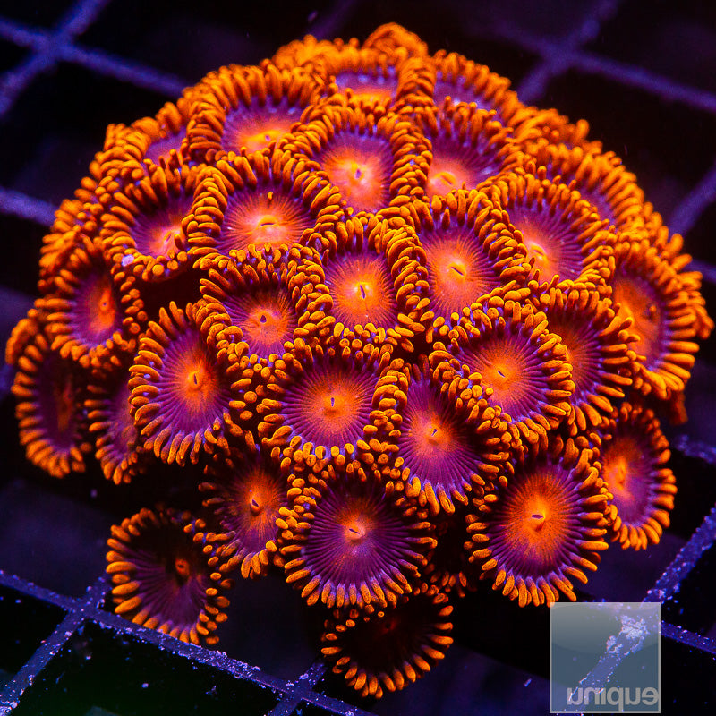 Hyper Bam Bam Colony-WYSIWYG