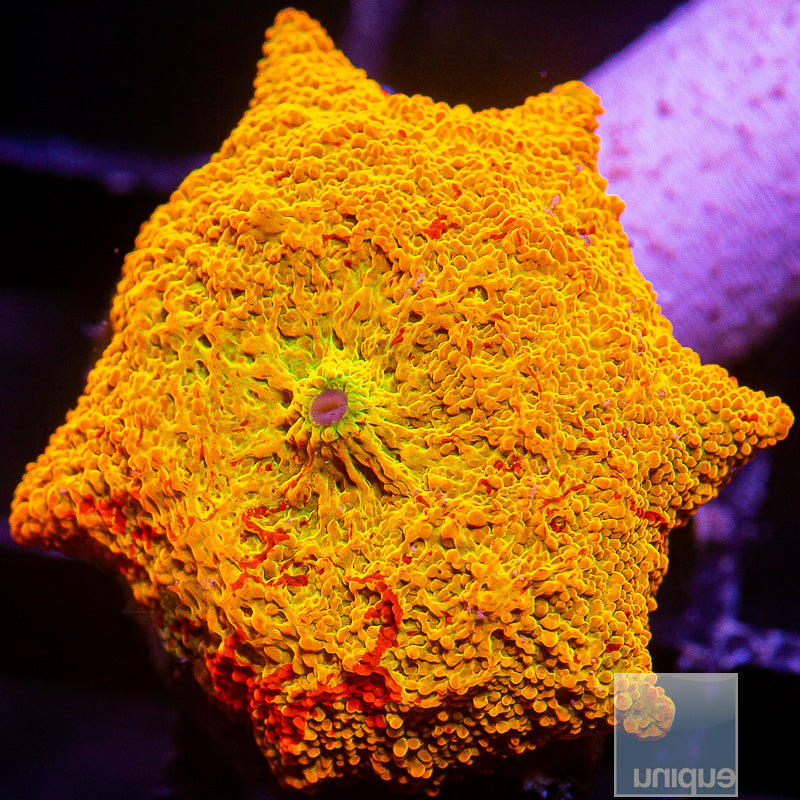 UC Burnt Orange OG Jawbreaker-WYSIWYG