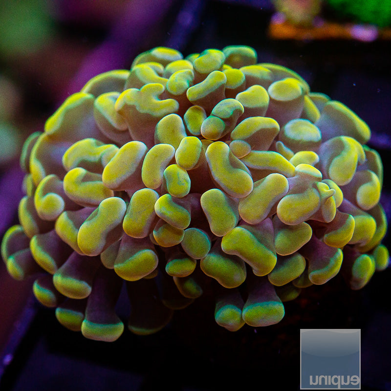 UC Gold Branching Hammer Double-WYSIWYG