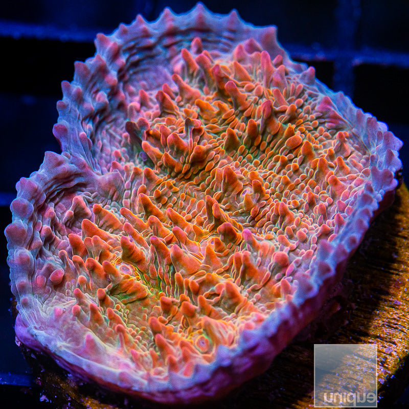 UC Cupping Chalice-WYSIWYG