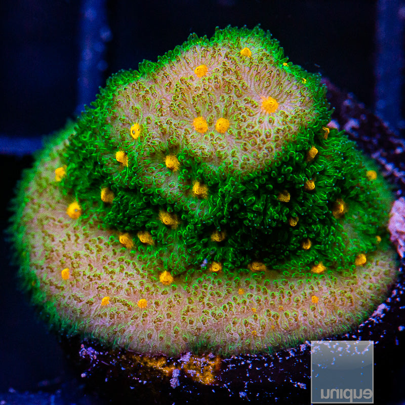 WWC Harvest Moon Psammocora-WYSIWYG