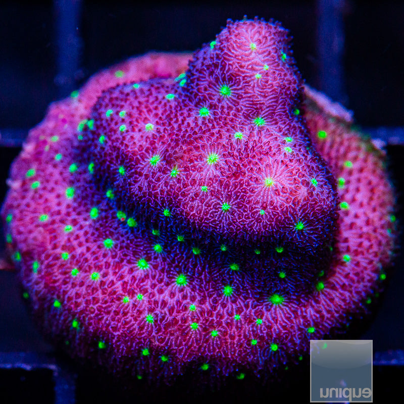 UC Witches Hat Psammocora-WYSIWYG