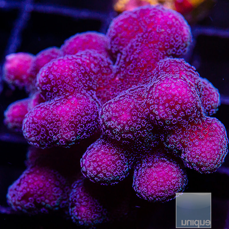 Purple Pocillopora-WYSIWYG