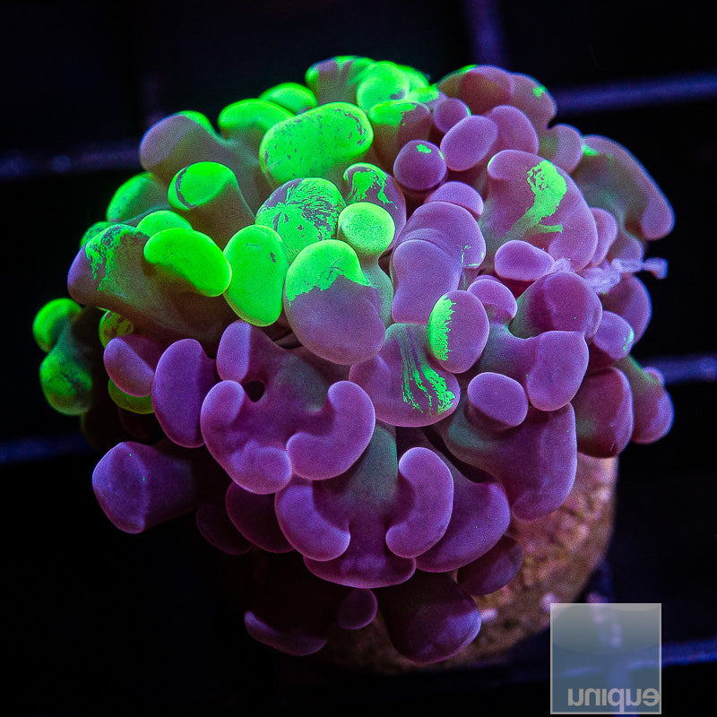 UC Neon Grafted Splatter Hammer-WYSIWYG