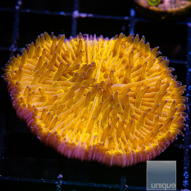 Orange Starbust Fungia-WYSIWYG