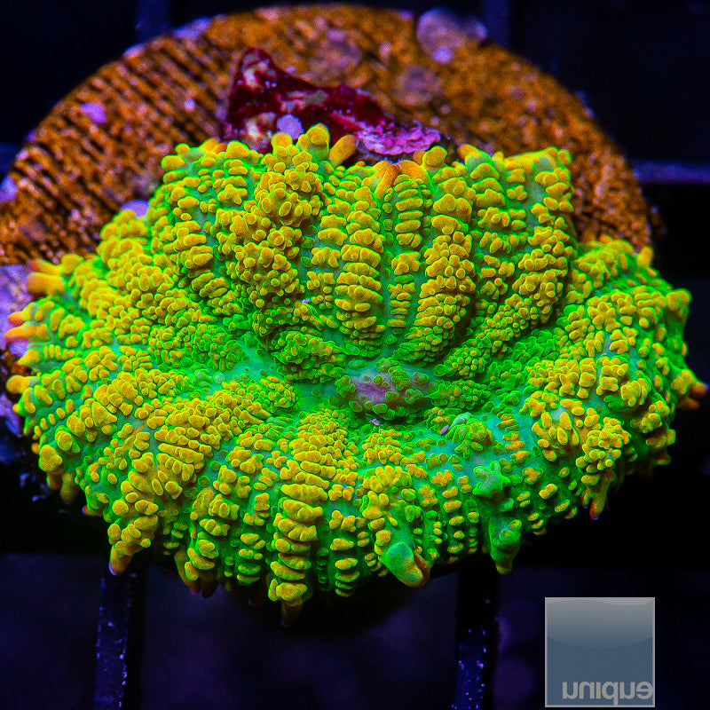 UC Tequila Sunrise Rhodactis-WYSIWYG