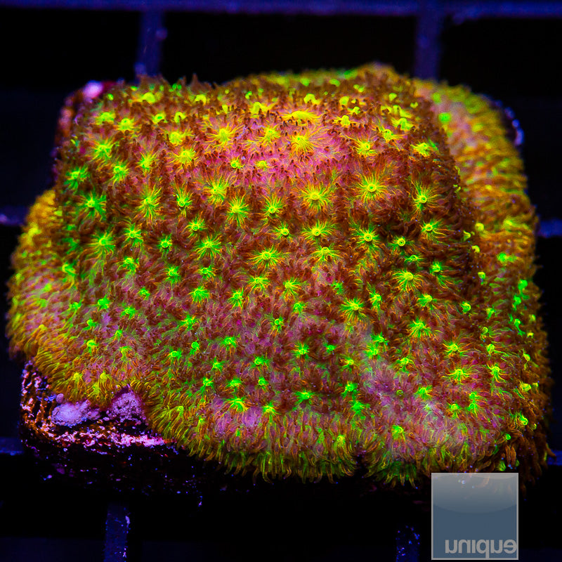 Tangerine Leptoseris