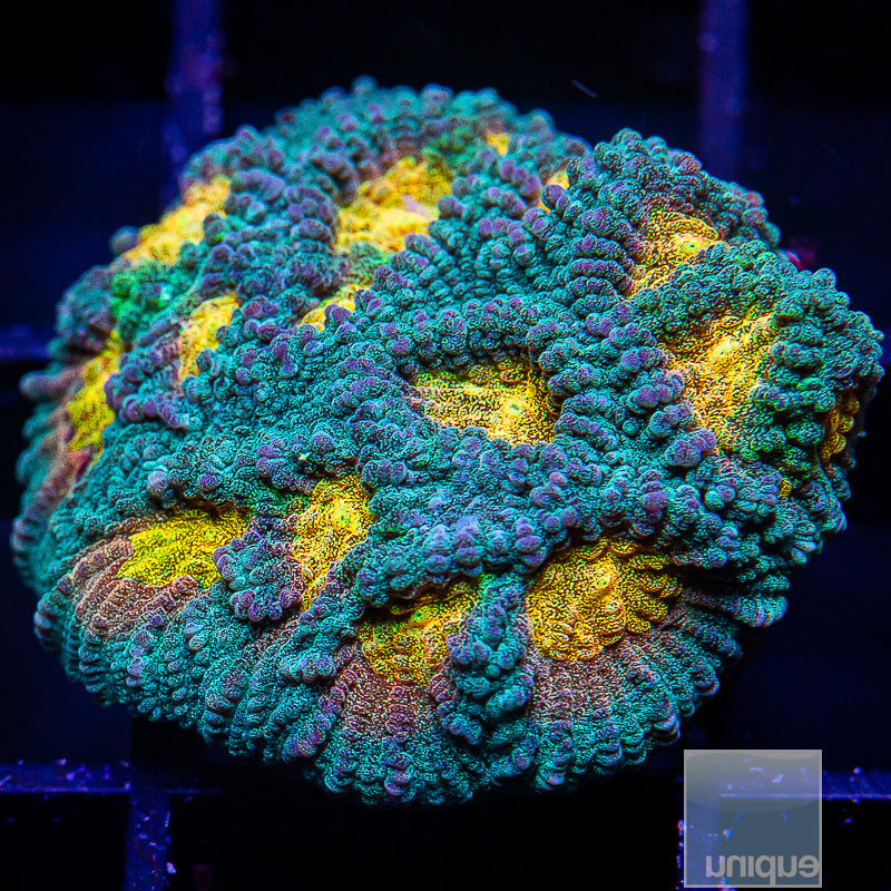 Tequila Sunrise Variant Favia