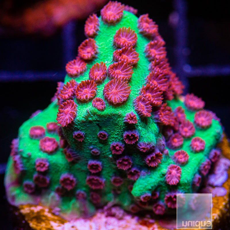 Jingle Bells Cyphastrea-WYSIWYG