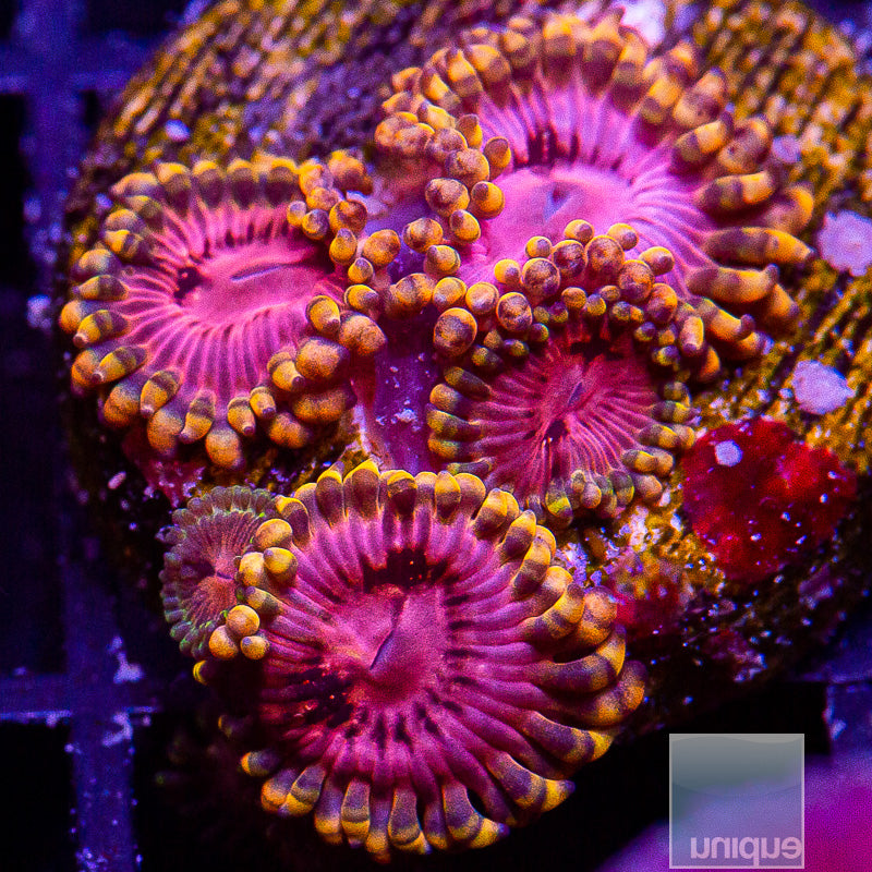 Pink Center Zoanthid-WYSIWYG