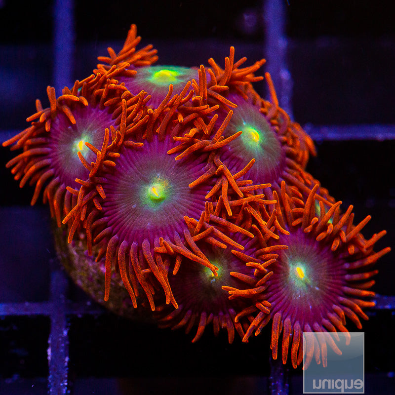 Red Skirt Zoanthid-WYSIWYG