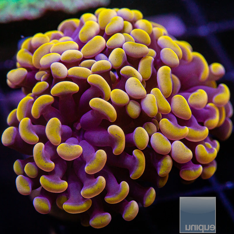 Rose Gold Branching Hammer Triple Head