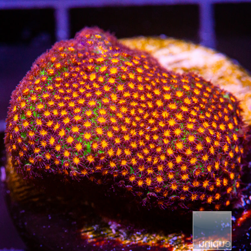 Orange Stylo-WYSIWYG