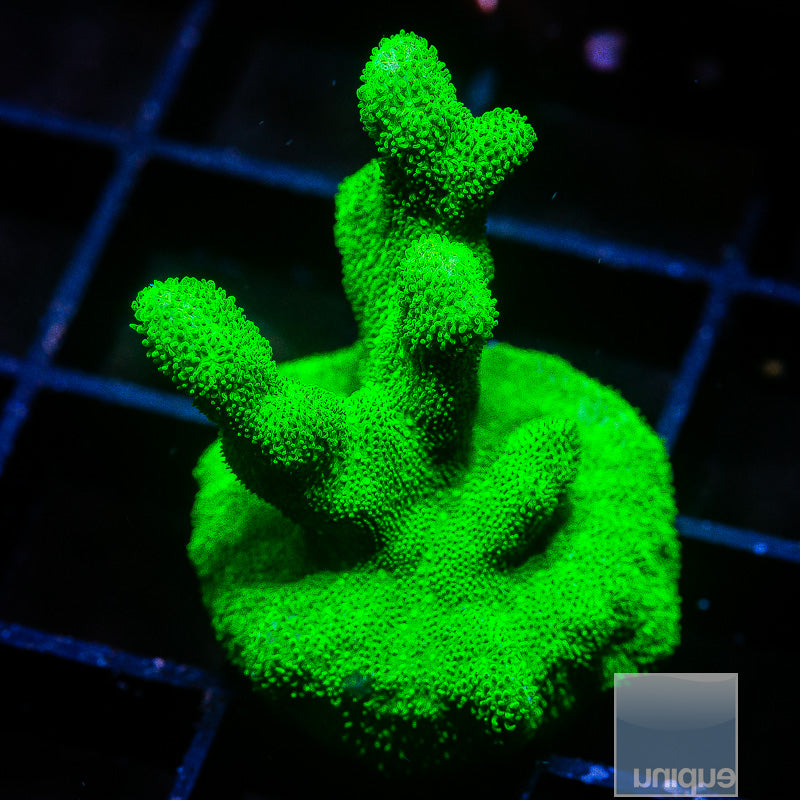 Kelly Green branching Psammacora-WYSIWYG