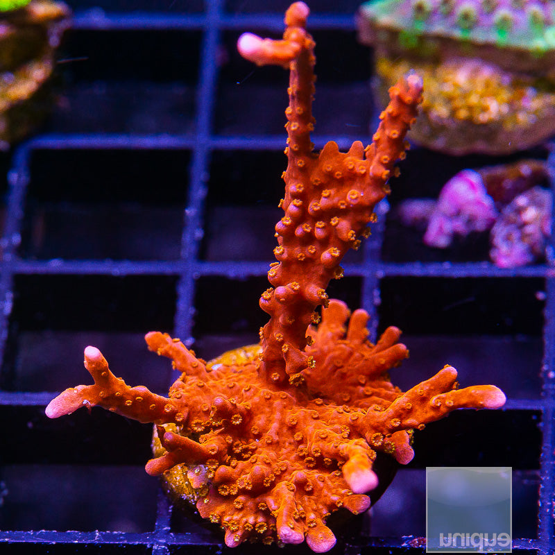 Manilla Spy Large Frag-WYSIWYG