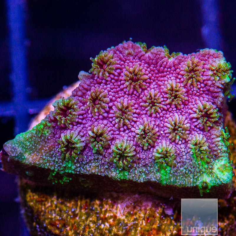 UC Grape Cyphastrea-WYSIWYG