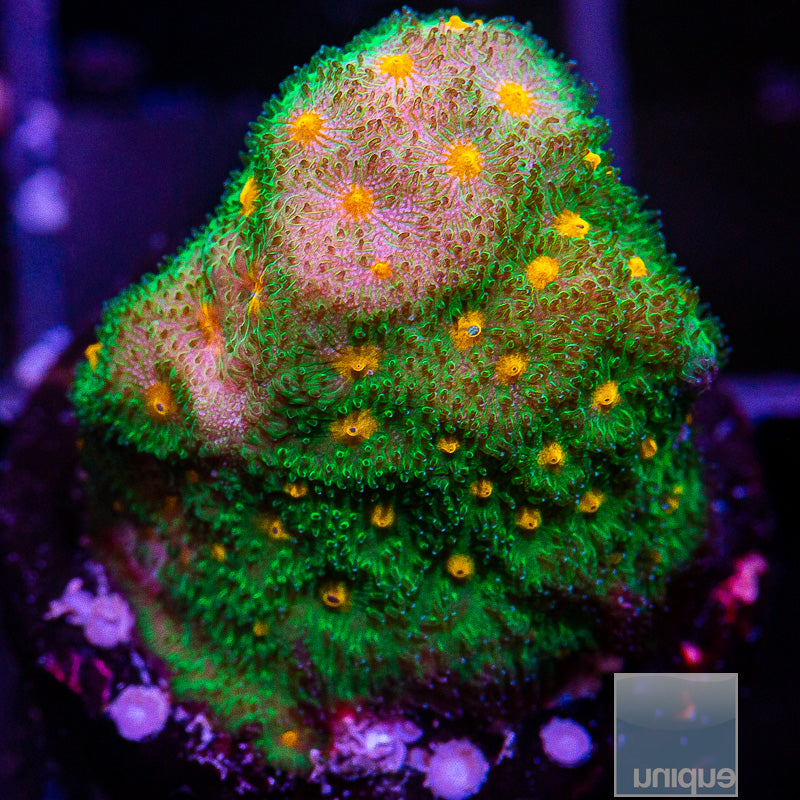 WWC Harvest Moon Psammocora-WYSIWYG